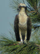 Western Osprey