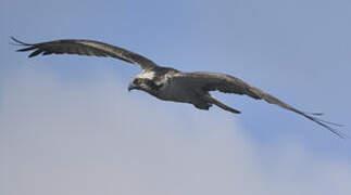 Western Osprey