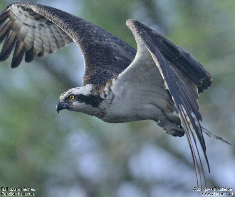 Western Osprey