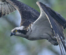 Western Osprey