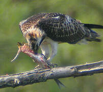 Western Osprey