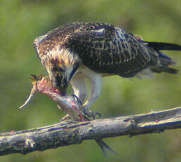 Balbuzard pêcheur