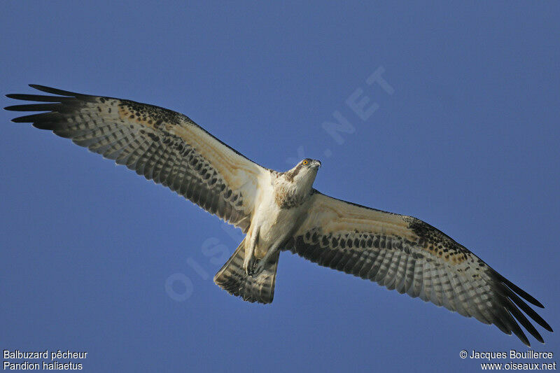 Western Osprey