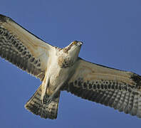 Western Osprey