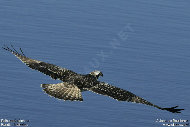 Western Osprey