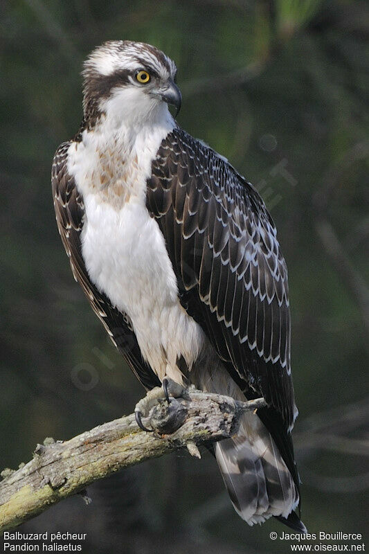 Balbuzard pêcheurjuvénile