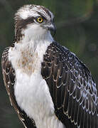 Western Osprey