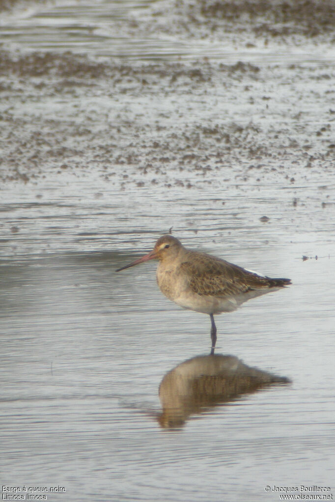 Black-tailed Godwit