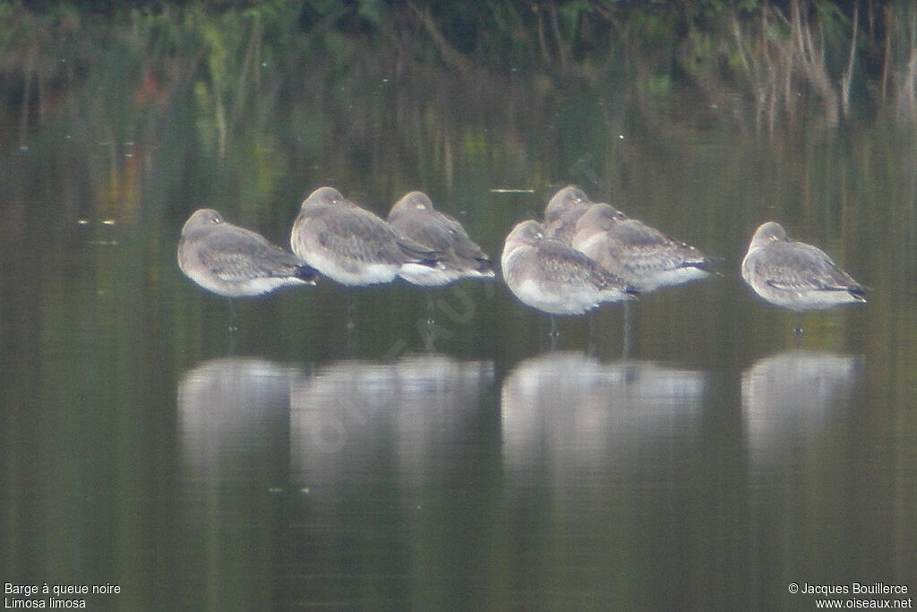 Black-tailed Godwit