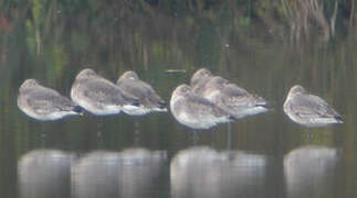 Black-tailed Godwit