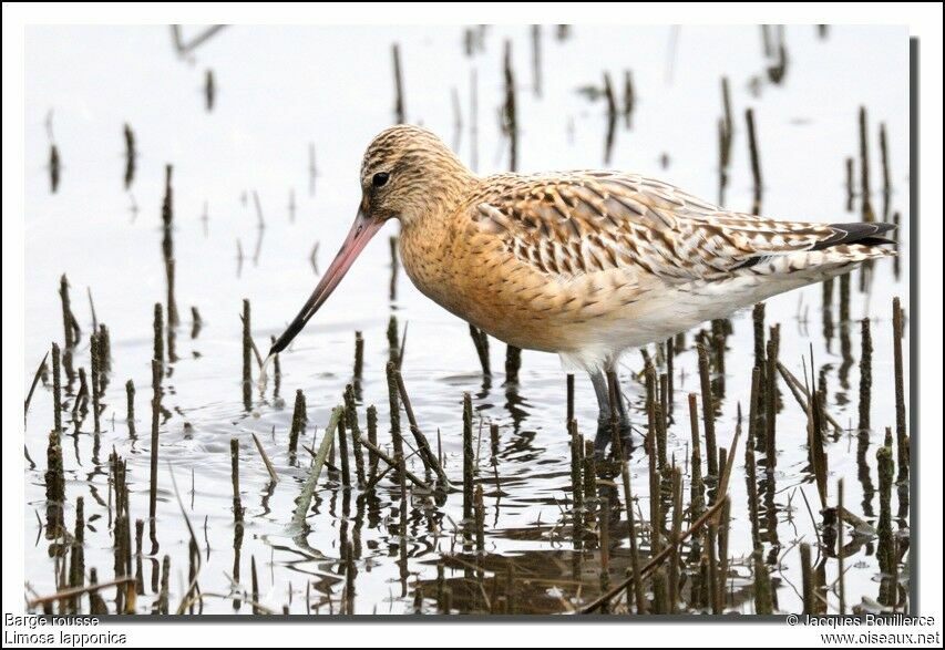 Bar-tailed Godwit