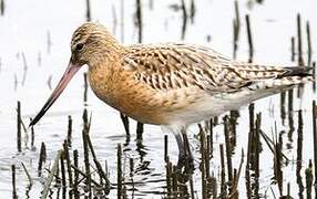 Bar-tailed Godwit