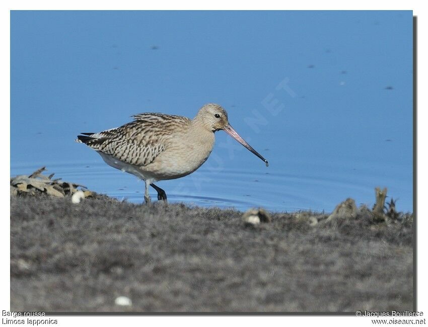 Bar-tailed Godwit