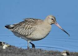 Bar-tailed Godwit