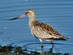 Bar-tailed Godwit