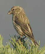 Red Crossbill