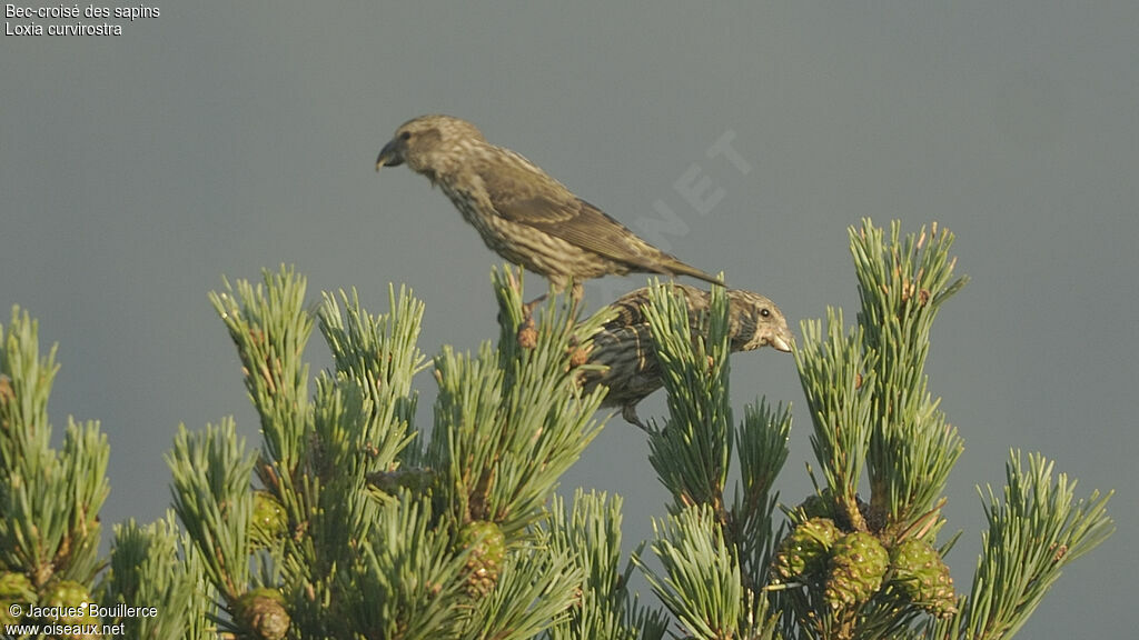 Bec-croisé des sapins