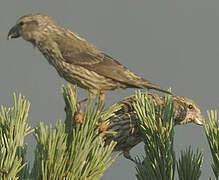 Bec-croisé des sapins