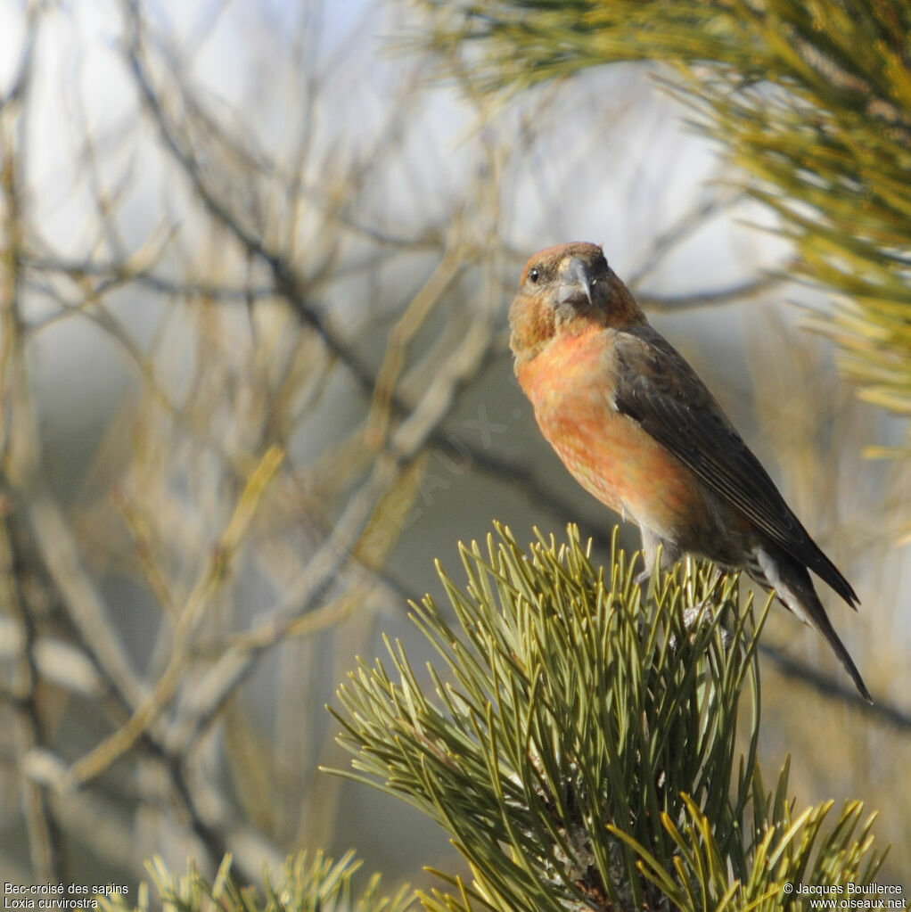 Red Crossbill male adult