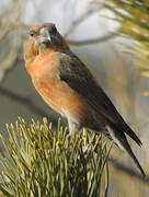 Red Crossbill