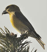 Red Crossbill