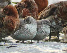 Red Knot