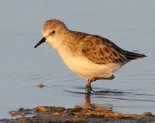 Little Stint