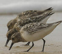 Bécasseau sanderling