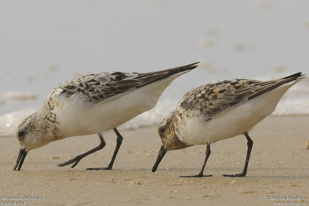 Bécasseau sanderling