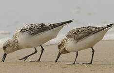 Bécasseau sanderling