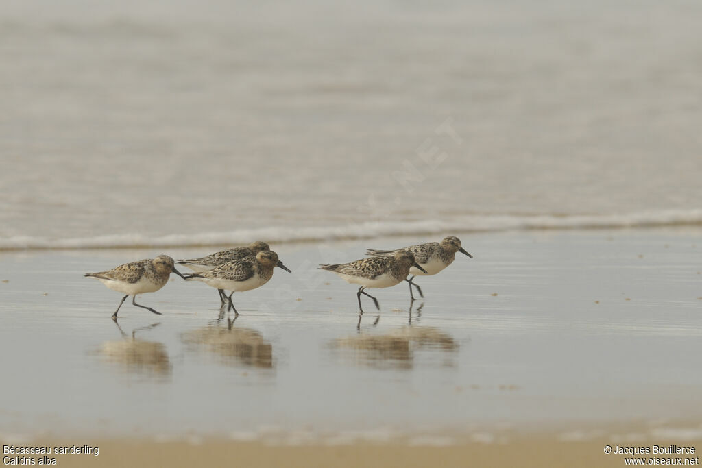 Bécasseau sanderling