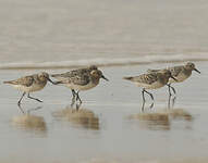 Bécasseau sanderling