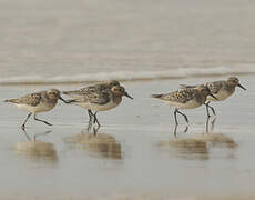 Bécasseau sanderling