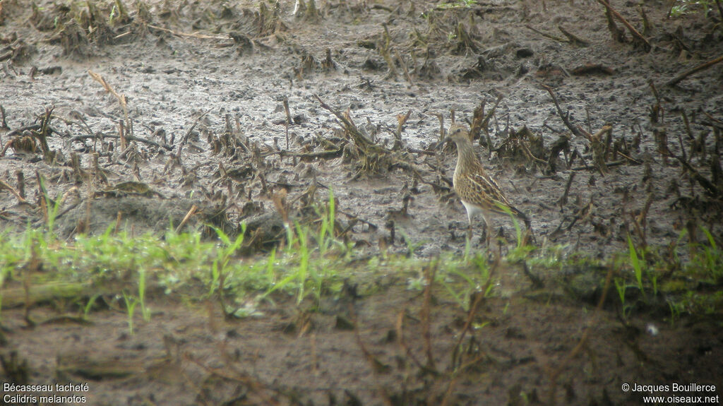 Pectoral Sandpiper