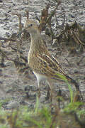 Pectoral Sandpiper