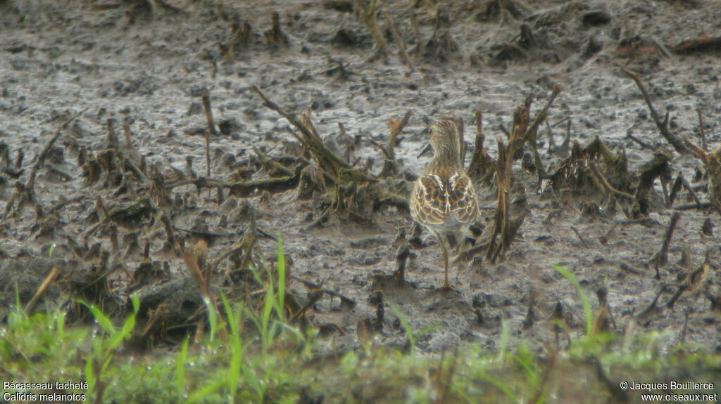 Pectoral Sandpiper