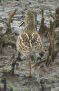 Pectoral Sandpiper