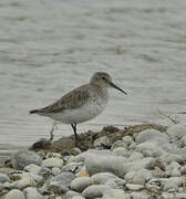 Dunlin