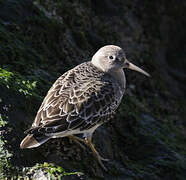 Purple Sandpiper