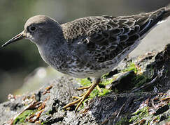 Purple Sandpiper