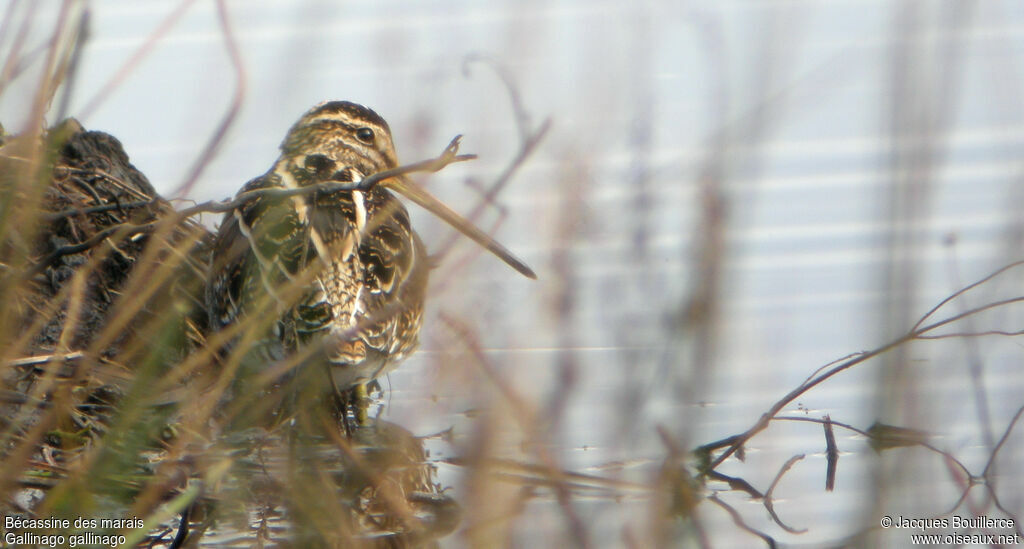 Common Snipe