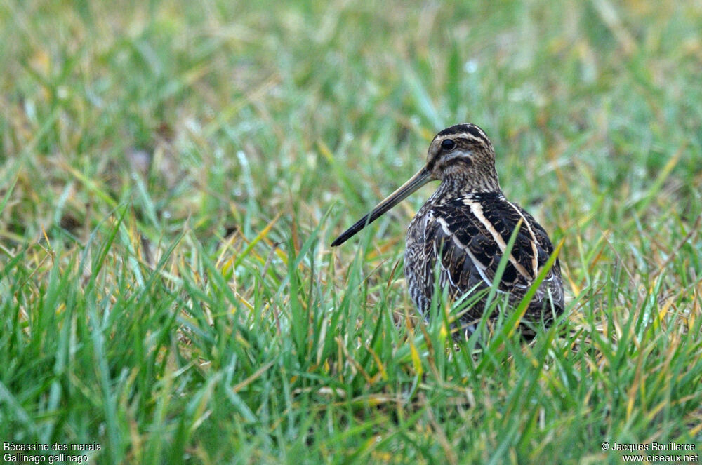 Common Snipe