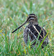 Common Snipe