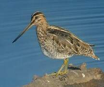 Common Snipe