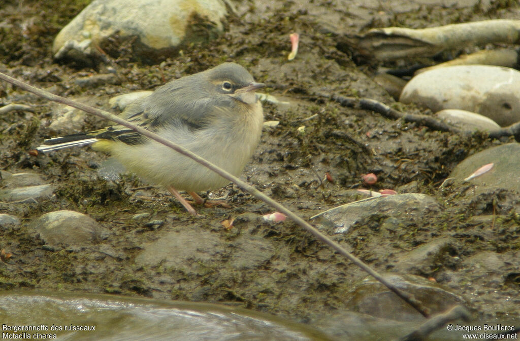 Grey Wagtailjuvenile