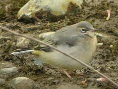 Grey Wagtail