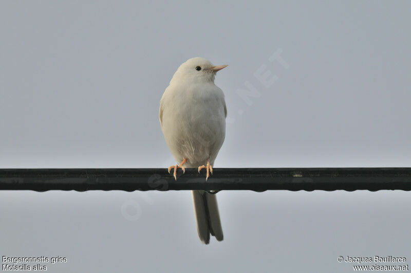 White Wagtail