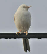 White Wagtail