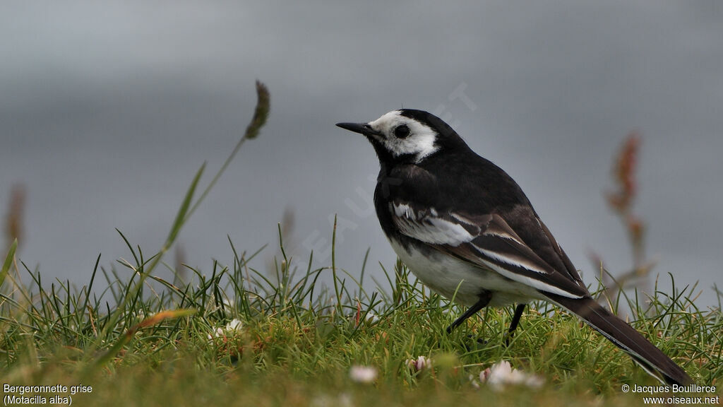 White Wagtail