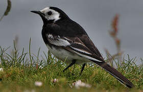 White Wagtail